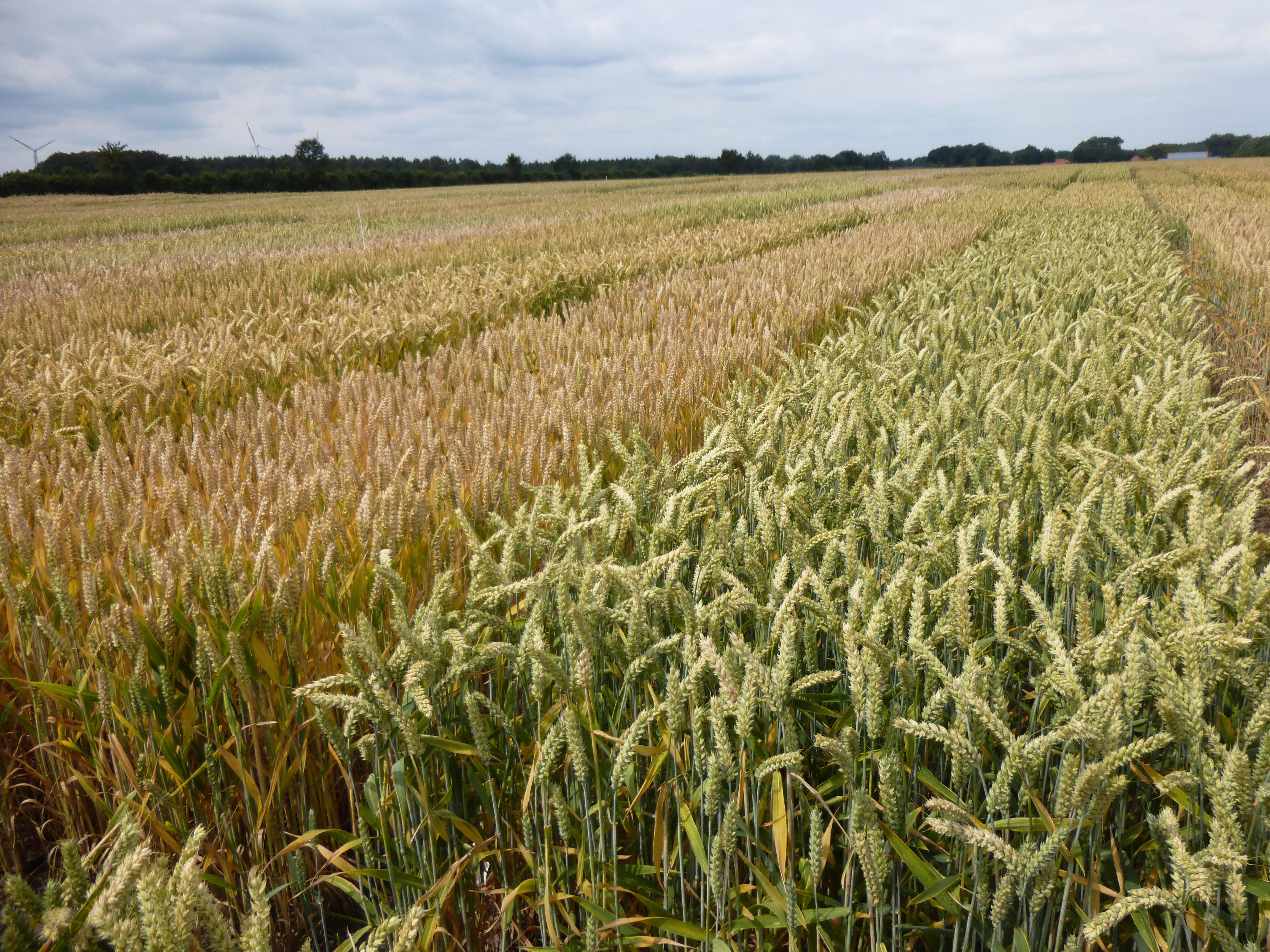 Bij langdurige droogte zal hybridetarwe (r) het langer volhouden dankzij een beter ontwikkeld wortelstelsel