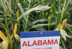 ALABAMA