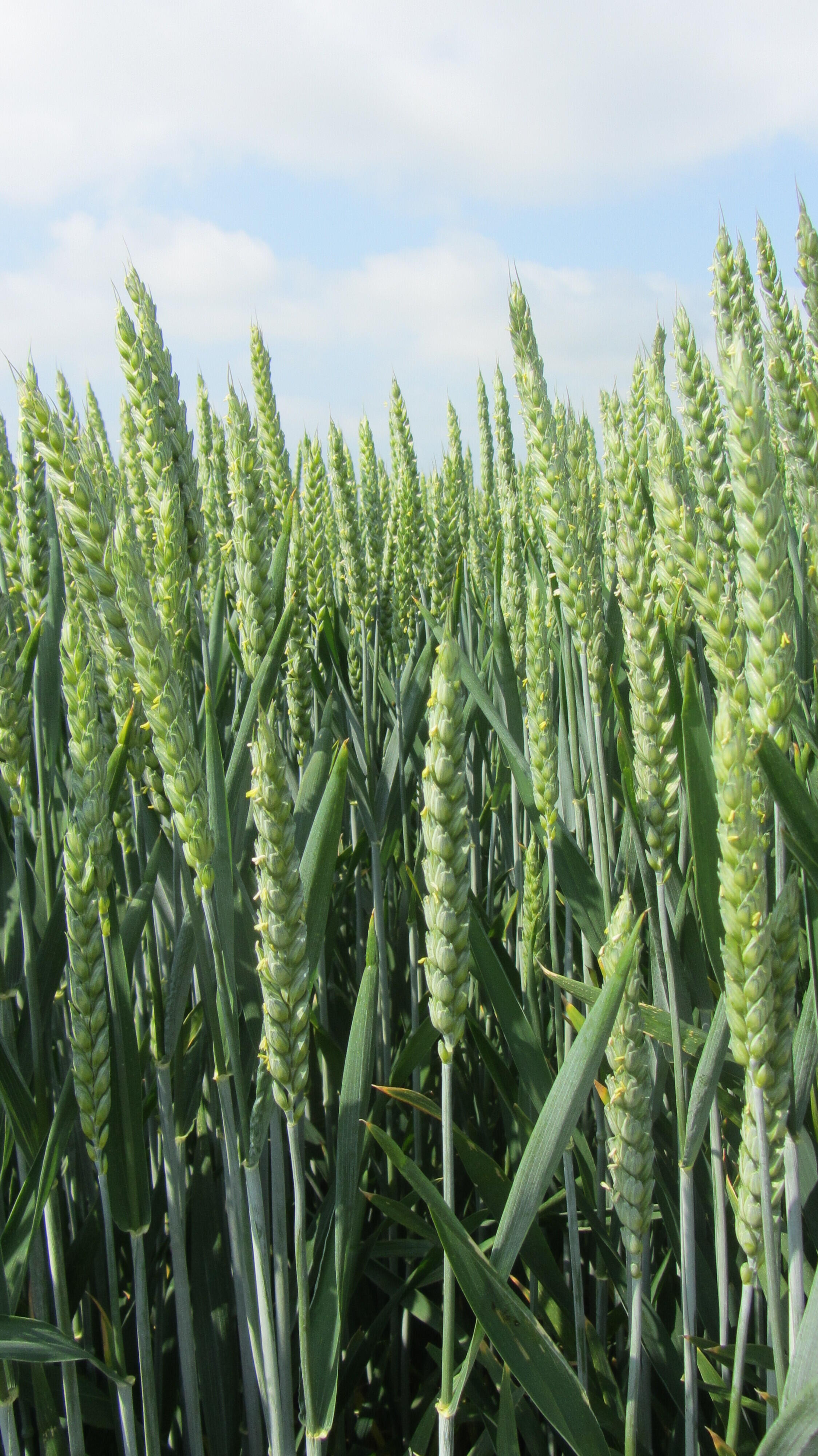 Hybrid tarwe HYKING