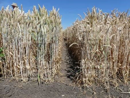 Hybride tarwe (l) en gangbare tarwe na een lange droogte periode van dit jaar.