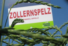 Zollernspelz11131.JPG