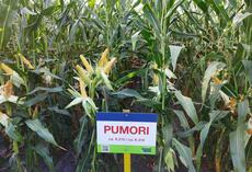 Pumori