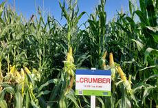 SU CRUMBER